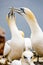 Basstoelpel bruetend auf Helgoland, Breeding Gannets of Heligoland