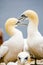 Basstoelpel bruetend auf Helgoland, Breeding Gannets of Heligoland