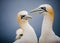 Basstoelpel bruetend auf Helgoland, Breeding Gannets of Heligoland