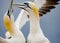 Basstoelpel bruetend auf Helgoland, Breeding Gannets of Heligoland