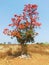Bastard teak, Parrot tree, Butea gum and Sacred tree, Palash flower tree, Butea Monosperma or palash flower, India.