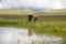 Basuto ponies in the Lesotho highlands.