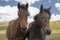 Basuto ponies in the Lesotho highlands.