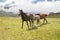 Basuto ponies in the Lesotho highlands.