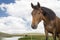 Basuto ponies in the Lesotho highlands.