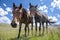 Basuto ponies in the Lesotho highlands.