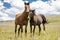 Basuto ponies in the Lesotho highlands.