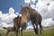 Basuto ponies in the Lesotho highlands.