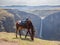 Basuto pony in front of Maletsunyane Falls and large canyon in mountainous highlands, Semonkong, Lesotho, Africa.