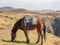 Basuto pony or horse grazing peacefully in the mountains of Lesotho, Africa