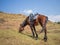 Basuto pony or horse grazing peacefully in the mountains of Lesotho, Africa