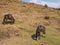 Basuto pony or horses grazing peacefully in the mountains of Lesotho, Africa