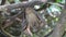 Bat 12 portrait. Indian flying fox Pteropus giganteus chinghaiensis