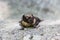 Bat accidentally flew by day on the rocks seven brothers in the Sverdlovsk region