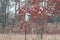 Bat boxes secured to tree in Canadian conservation area