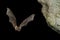 Bat buzzard, myotis myotis, flight in his cave