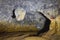 Bat cave in Bran Romania