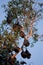 Bat colony hanging from tree against blue sky