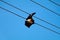 Bat died due to electrical shock hanging in the electric line