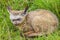 Bat-eared Fox Baby Curled Up