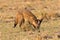 Bat-eared Fox Digging