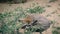 Bat-eared fox lying among the plants. African fox with large ears