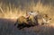 Bat-eared Fox mom and her cubs get some sun at the entrance to their burrow