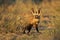 A bat-eared fox in natural habitat, Kalahari desert, South Africa