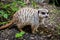 The bat-eared fox (Otocyon megalotis)