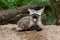 The bat-eared fox (Otocyon megalotis)