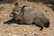 Bat-eared fox (Otocyon megalotis).