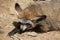 Bat-eared fox (Otocyon megalotis).