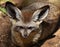 Bat-Eared Fox Otocyon megalotis