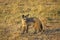 Bat Eared Fox, otocyon megalotis, Adult standing on Dry Grass, Masai Mara Park