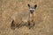 Bat Eared Fox, otocyon megalotis, Adult standing on Dry Grass, Masai Mara Park