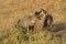 Bat Eared Fox, otocyon megalotis, Masai Mara Park in Kenya