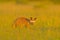 Bat-eared fox, Otocyon megalotis, wild dog from Africa. Rare wild animal, evening light in the grass. Wildlife scene, Okavango