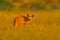 Bat-eared fox, Otocyon megalotis, wild dog from Africa. Rare wild animal, evening light in the grass. Wildlife scene, Okavango