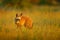 Bat-eared fox, Otocyon megalotis, wild dog from Africa. Rare wild animal, evening ligt in grass. Wildlife scene, Nxai Pan National