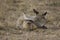 Bat-eared Fox resting on the Masai Mara