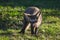 Bat eared fox roaming freely in a Johannesburg game reserve South Africa