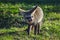 Bat eared fox roaming freely in a Johannesburg game reserve South Africa