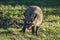 Bat eared fox roaming freely in a Johannesburg game reserve South Africa