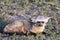 Bat Eared Fox in Serengeti