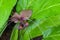 Bat flower (Tacca chantrieri Andre)