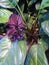 Bat flower ( Tacca chantrieri Andre ),herb in south-eastern Asi