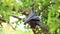 Bat Flying fox hanging on tree in nature wild