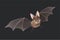 Bat Halloween isolated vector set