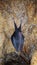 Bat hanging on a cave wall