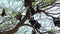 Bat hanging on a tree branch Malayan bat or Lyle\'s flying fox science names Pteropus lylei, low-angle of view shot